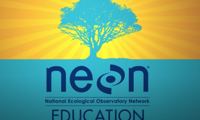 NEON Data Skills original branding colors and logo.